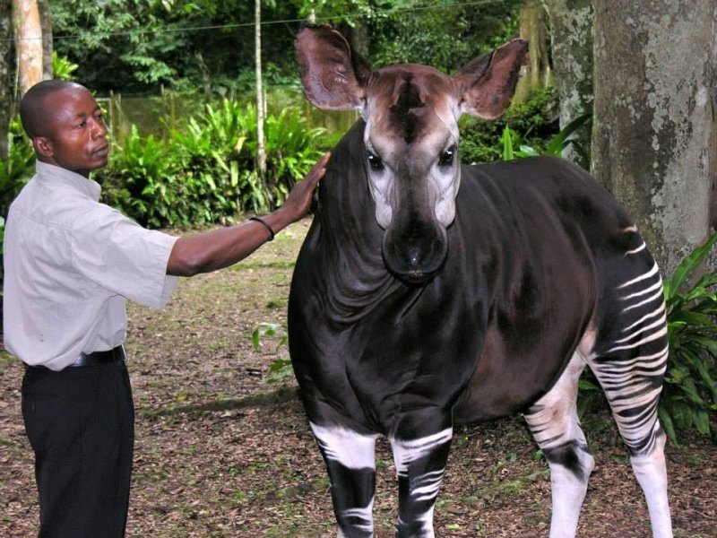 Ituri : Progression des ADF à Mambasa : risque d'attaque sur la réserve de faune à okapis