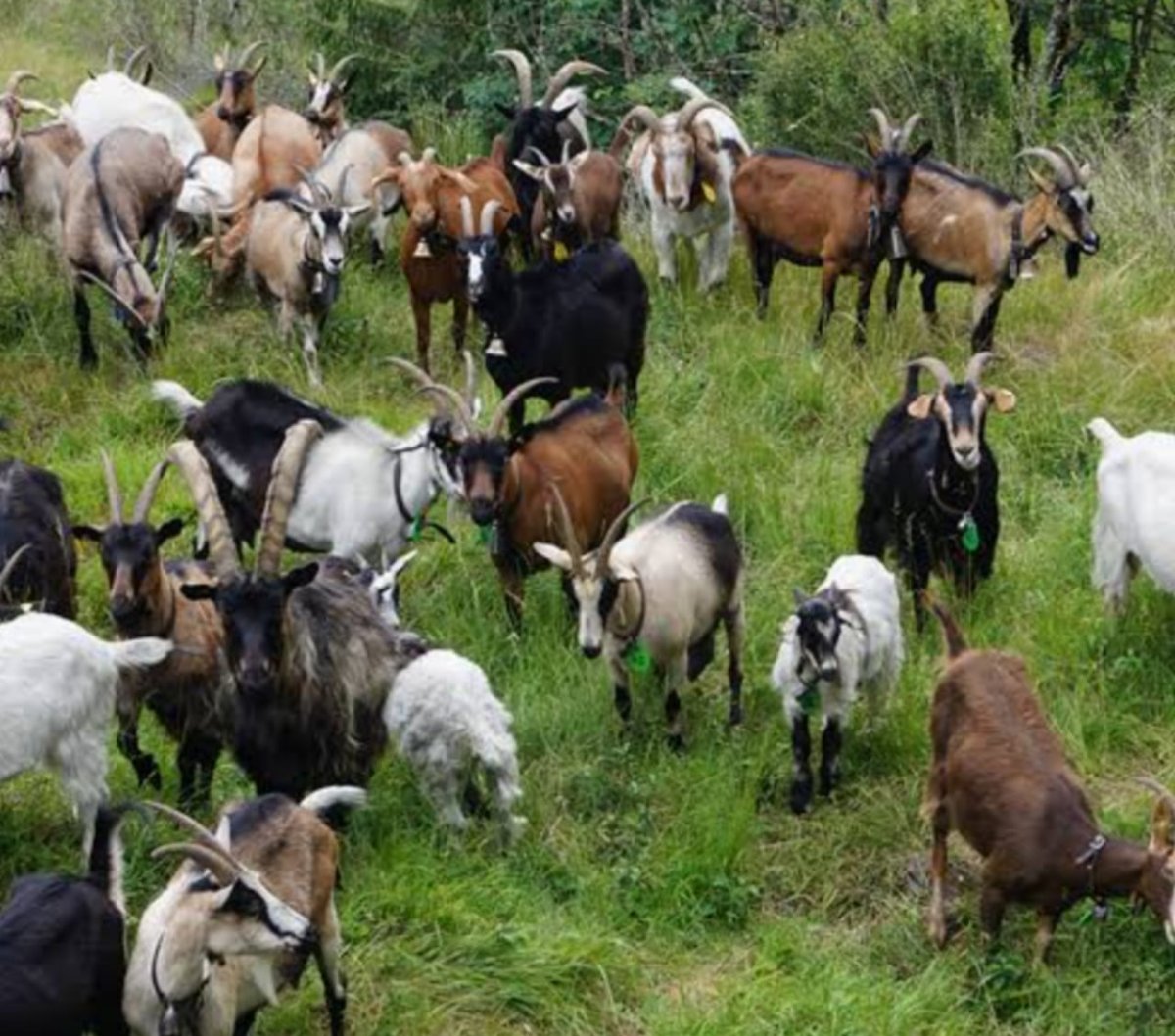 Sud-kivu : fragilisation de l’élevage à Idjwi par la peste des ruminants, les vétérinaires appellent à la vaccination