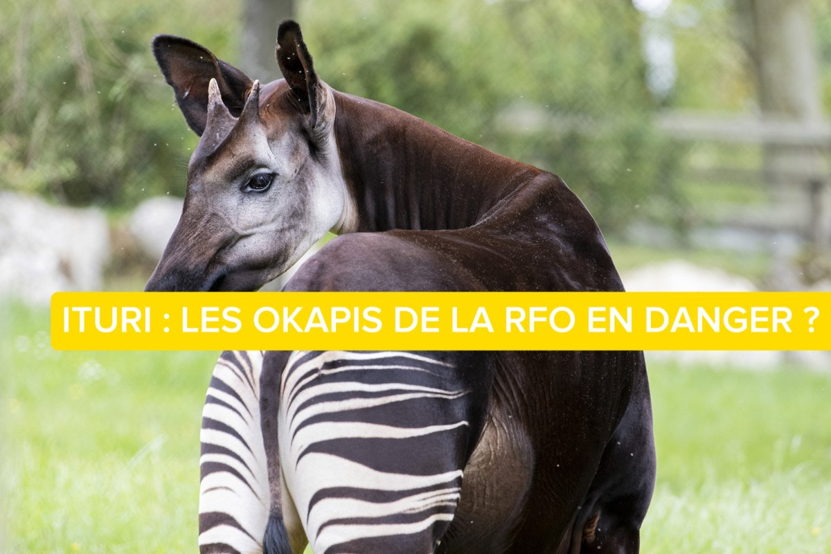 Ituri : les menaces des ADF inquiètent les responsables de la conservation des okapis